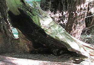Photo of Muir Woods