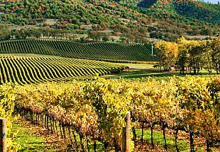 Photo of Napa Vineyard