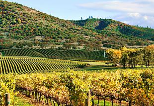 Photo of Napa Valley Vineyard